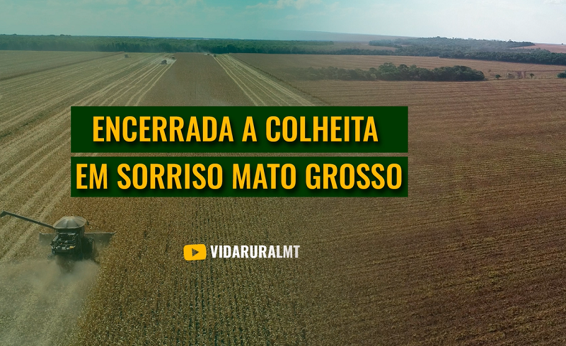 MILHO SEGUNDA SAFRA- ENCERRADA A COLHEITA EM SORRISO MATO GROSSO